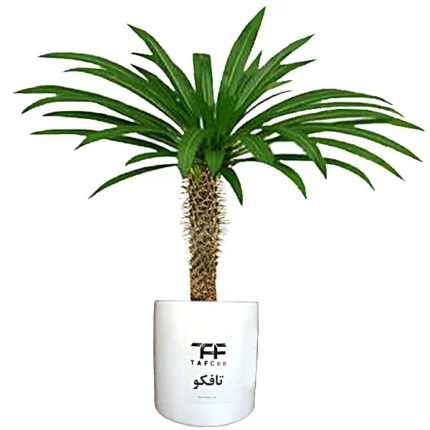 گیاه طبیعی نخل ماداگاسکار